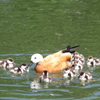 Материнство :: олег свирский 