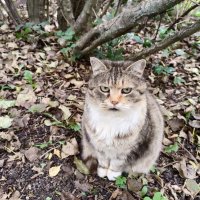 Кошачьи погляделки... :: Мария Васильева Кошачьи погляделки... :: Мария Васильева