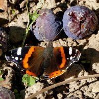 опять про бабочек 7 :: Александр Прокудин