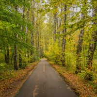 В осеннем парке... :: Владимир Жданов В осеннем парке... :: Владимир Жданов