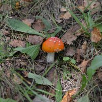 Маленький житель больших лесов :: Олег Ховренков