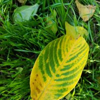 Просто листик :: Татьяна Пальчикова Просто листик :: Татьяна Пальчикова