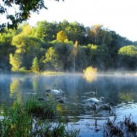 Лебединая семья привыкла к людям. :: Милешкин Владимир Алексеевич Лебединая семья привыкла к людям. :: Милешкин Владимир Алексеевич