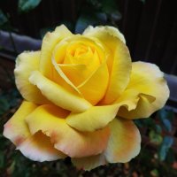 Любят ли цветы физики-теоретики? :-) :: Андрей Лукьянов