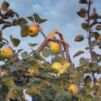 Ночью  была  буря  и сломала  яблоню :: Фотогруппа Весна