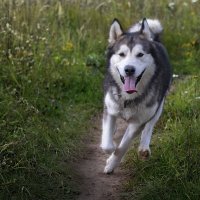 Ярик. :: leff Postnov