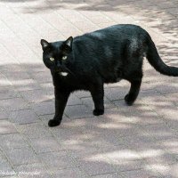 Симпатичный "домус любимус", с белым медальоном. :: Светлана Ищенко Симпатичный "домус любимус", с белым медальоном. :: Светлана Ищенко