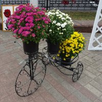 Хризантемы :: PRP 