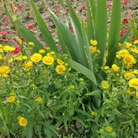 Цветы :: Андрей Хлопонин