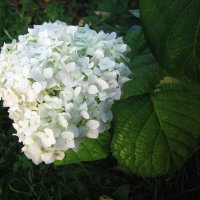 Ещё цветёт гортензия :: Людмила Смородинская Ещё цветёт гортензия :: Людмила Смородинская