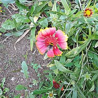 Цветы. :: Владимир Драгунский Цветы. :: Владимир Драгунский