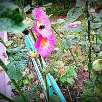 Цветы. :: Владимир Драгунский Цветы. :: Владимир Драгунский