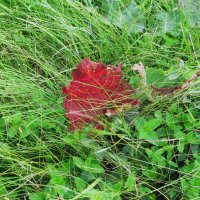 ........... :: Елена Шаламова ........... :: Елена Шаламова