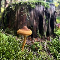 Паутинник коричневый. :: Валерия Комова Паутинник коричневый. :: Валерия Комова