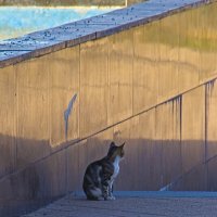 Тоска :: Giant Tao /