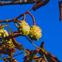 Каштан ... :: Giant Tao /