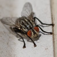 Муха :: Александр Лычагин