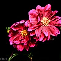 Цветы в ночи :: Роман Алексеев