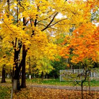 Картина осени золотой :: Елена Семигина