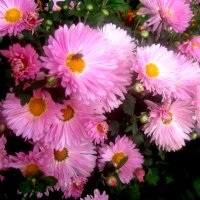 Осенние цветы :: Елена Семигина