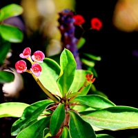 Этюд :: Аркадий Басович