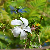 Китайская роза :: Аркадий Басович