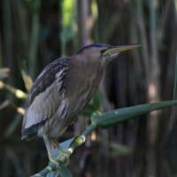 Малая выпь у себя дома :: Георгий Бондаренко