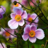 Доброе утро :: Юрий. Шмаков