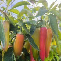 Еще не весь собран урожай! :: Ольга 