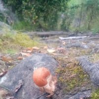 И на камнях растут грибы! :: Ольга 