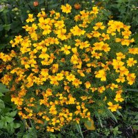 Бархатцы :: Рита Симонова