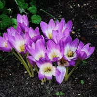 Безвременник осенний :: Рита Симонова Безвременник осенний :: Рита Симонова