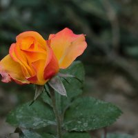 Осенняя :: Светлана Осенняя :: Светлана