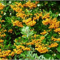 ДАРЫ ОСЕНИ... :: Elvira E. ДАРЫ ОСЕНИ... :: Elvira E.