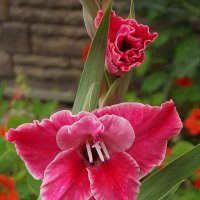 Гладиолус :: Freddy 97 Гладиолус :: Freddy 97