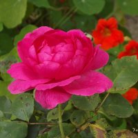 Роза :: Freddy 97