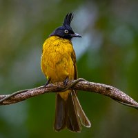 Чернохохлый Бюльбюль :: Aleksey Afonin