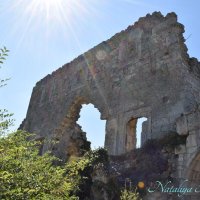 Природа Крыма :: Amazing Cosmea