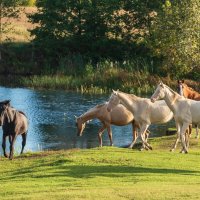 Водопой. :: Виктор Евстратов