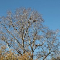 Крона :: Андрей Катков