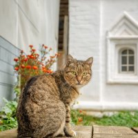 Про монастырских котов :: Владимир Колесников