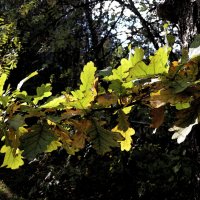 Осень пробует кисть. :: Наталья Лунева 