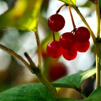 Калинка :: Геннадий Супрун