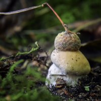 В шапочке :: Андроник Александр В шапочке :: Андроник Александр