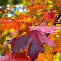 Клиновый лист :: Сергей Карачин