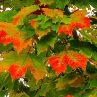 Краснеет клен :: Сергей Карачин Краснеет клен :: Сергей Карачин