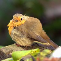 ... :: Вячеслав Минаев