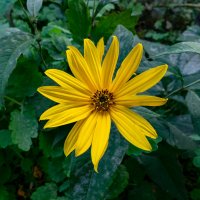 Последние цветы :: Владимир Иванович