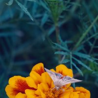 с мотыльком :: Michel 