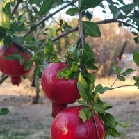 Осенние плоды :: Наталья Осенние плоды :: Наталья